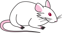 white mouse